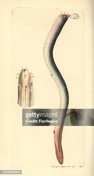 Hagfish, Myxine glutinosa. Illustration drawn and engraved by Richard Polydore Nodder. Handcolored copperplate engraving from George Shaw and...