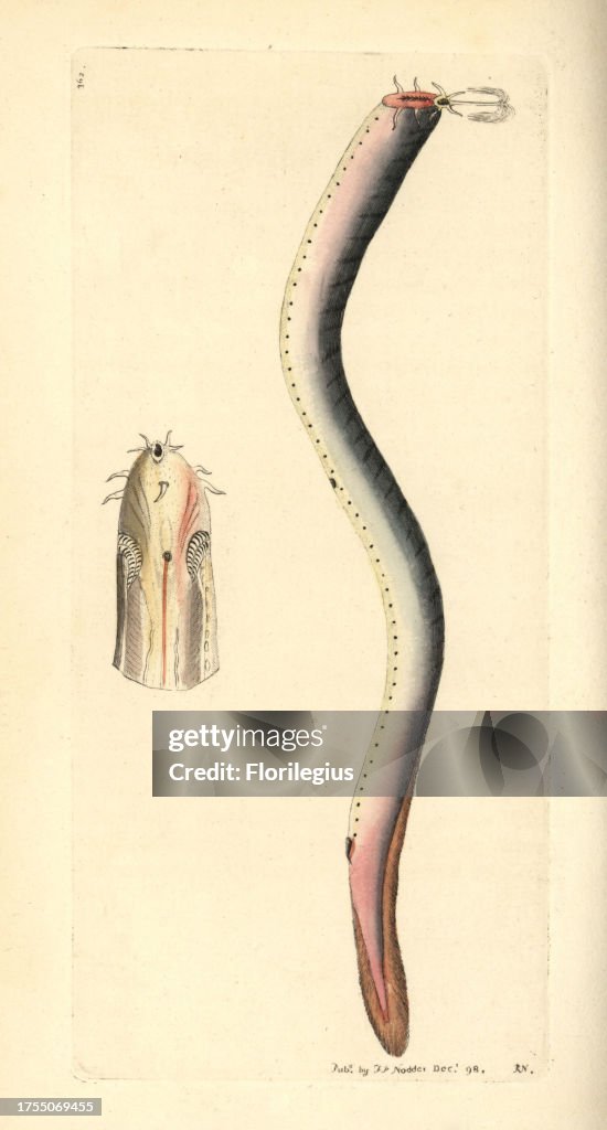 Hagfish from Shaw and Nodder's 'Naturalist's Miscellany,' 1798