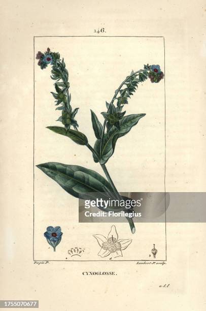 Hound's tongue, Cynoglossum officinale. Handcoloured stipple copperplate engraving by Lambert Junior from a drawing by Pierre Jean-Francois Turpin...