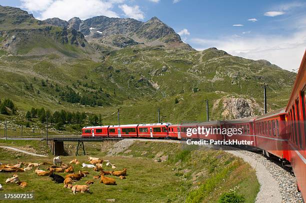 Cow Express Train Cow And Trains Photos and Premium High Res Pictures - Getty Images