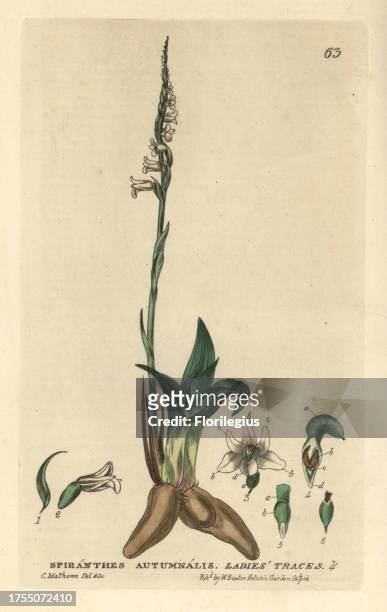 Ladies traces or Ladies tresses, Spiranthes autumnalis, orchid. Handcoloured copperplate engraving from a drawing by C. Mathews from William Baxter's...