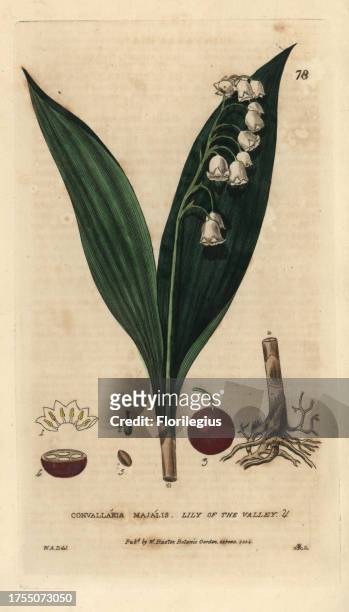 Lily of the valley, Convallaria majalis. Handcoloured copperplate engraving from a drawing by W.A. Delamotte from William Baxter's 'British...