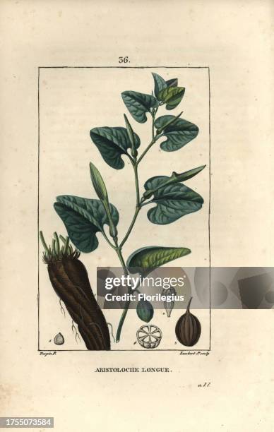 Long-rooted birthwort, Aristolochia longa. Handcoloured stipple copperplate engraving by Lambert from a drawing by Pierre Jean-Francois Turpin from...