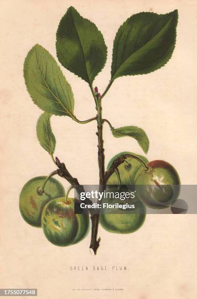 Ripe fruit and leaves of the Greengage plum, Prunus domestica italica. Handcolored lithograph by unknown artist from James Anderson's 'The New...