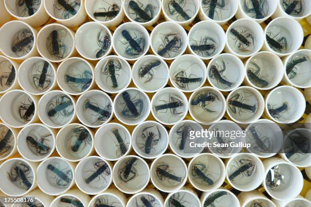 Baby European lobsters from the Helgoland Biological Institute , part of the Alfred Wegener Institute for Polar and Marine Research, lie in cups...