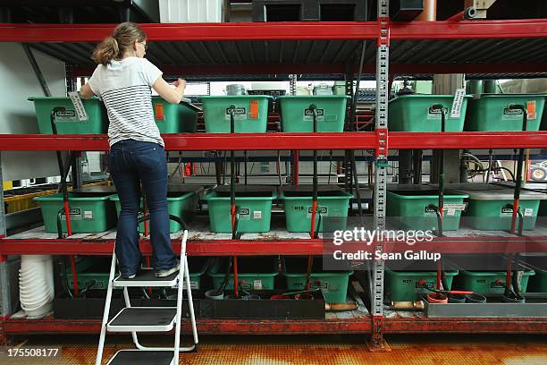 Isabel Schmalenbach, an environmental scientist with the Helgoland Biological Institute , part of the Alfred Wegener Institute for Polar and Marine...