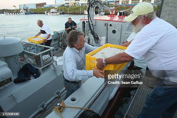 Volunteers with the Helgoland Biological Institute , part of the Alfred Wegener Institute for Polar and Marine Research, load trays of baby European...