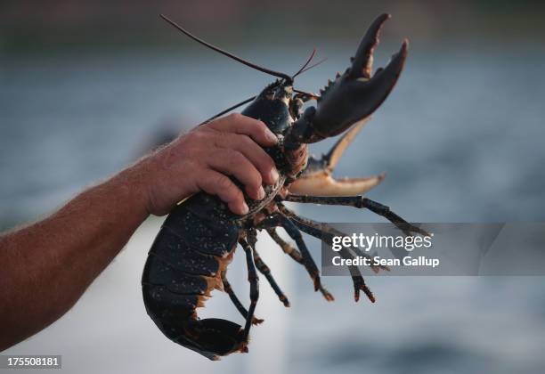 Volunteer with the Helgoland Biological Institute , part of the Alfred Wegener Institute for Polar and Marine Research, tosses an adult female...