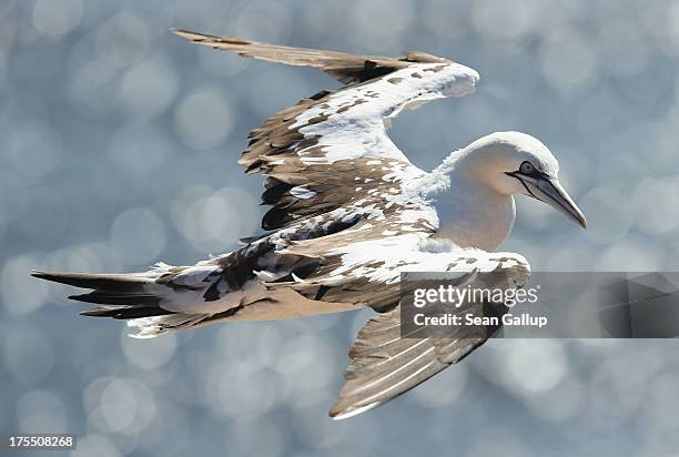 Young northern gannet takes to the sky over the Lummen cliffs, where thousands of the birds have made their home, on August 3, 2013 on Helgoland...