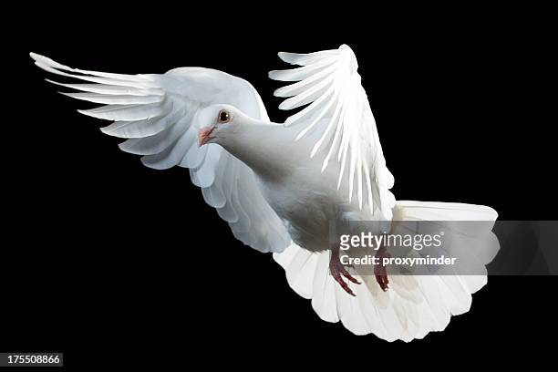 white dove isoliert - white pigeon stock-fotos und bilder