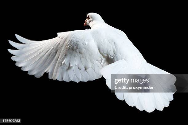 white dove isolated - christianity black background stock pictures, royalty-free photos & images