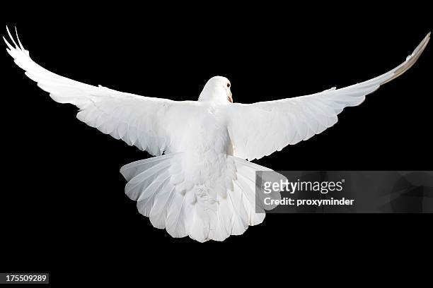 white dove isolated - white pigeon stock pictures, royalty-free photos & images