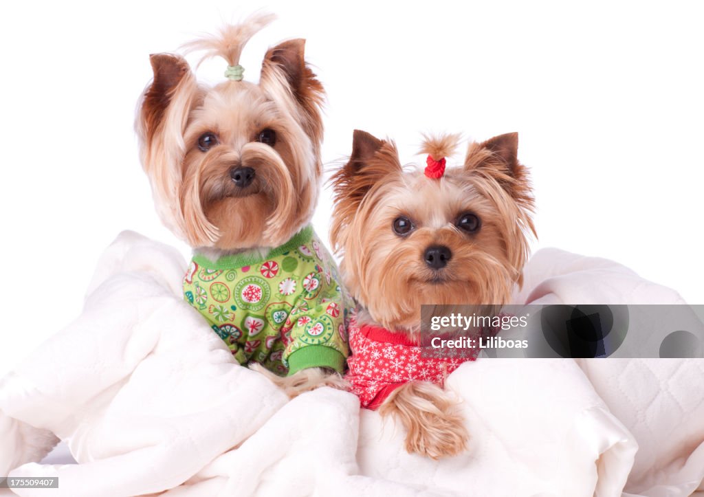 Two Yorkies in Pajamas