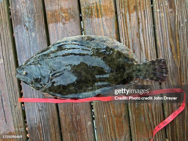 24-inch flounder - flounder stock pictures, royalty-free photos & images
