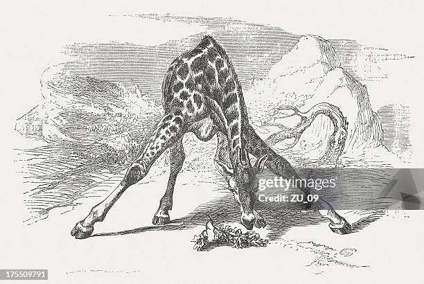 giraffe (giraffa camelopardalis), wood engraving, published in 1875 - veldt stock illustrations