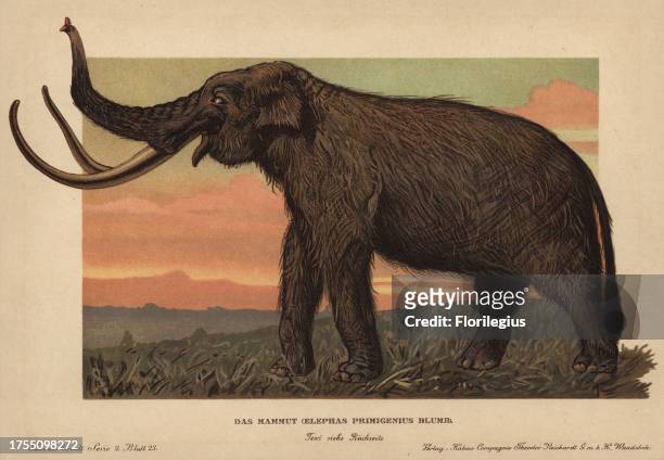 Woolly mammoth, Mammuthus primigenius, Elephas primigenius Blumb. Colour printed illustration by F. John from 'Tiere der Urwelt' Animals of the...