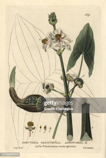 Arrow-head, Sagittaria sagittifolia. Handcoloured copperplate engraving by W.E. Albutt of a drawing by Isaac Russell from William Baxter's 'British...