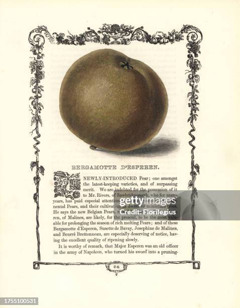 Bergamotte d'Esperen pear, Pyrus communis, within a Della Robbia ornamental frame with text below. Handcoloured glyphograph from Benjamin Maund's...