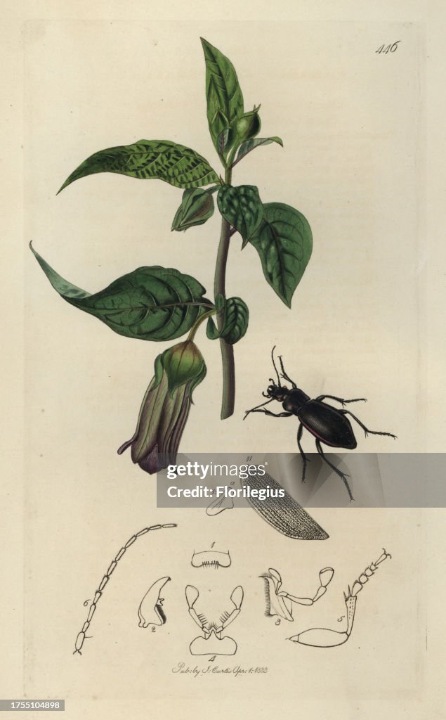 Carabus exasperatus, Portland Carabus,