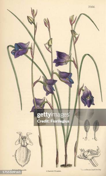 Disa lacera var. Multifida, blue orchid native to Cape Town, South Africa. Hand-coloured botanical illustration drawn by Matilda Smith and...