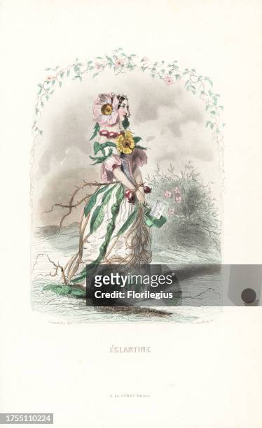 Eglantine rose flower fairy, Rosa eglantera, in dress of flowers, rose buds, leaves and thorns. Handcoloured steel engraving by C. Geoffrois after an...