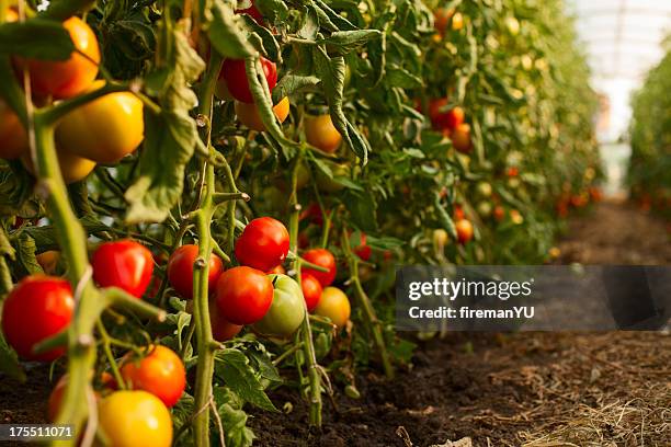 tomate crecimiento en greenhouse - tomate fotografías e imágenes de stock