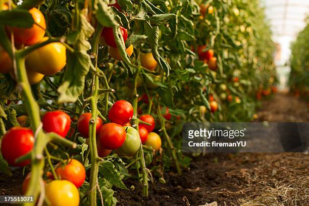 tomato growing in greenhouse - tomat bildbanksfoton och bilder