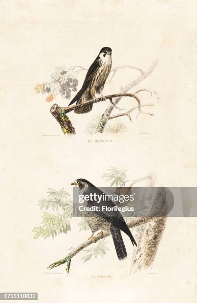 Eurasian hobby, Falco subbuteo, and Lanner falcon, Falco biarmicus. Handcoloured engraving on steel by Pardinel after a drawing by Edouard Travies...