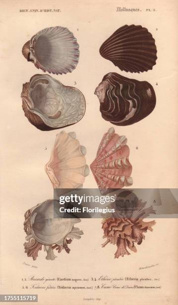 Clamantha Shell Clam Shells Photos and Premium High Res Pictures - Getty Images