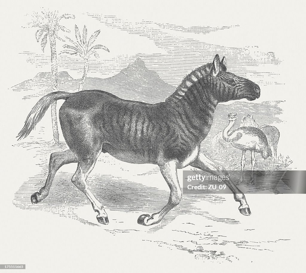 Plains Zebra (Equus quagga), wood engraving, published in 1875
