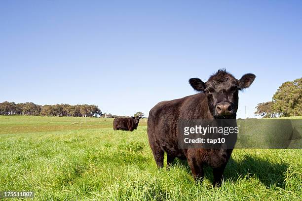 grazing farm animals - pasture cows stock pictures, royalty-free photos & images