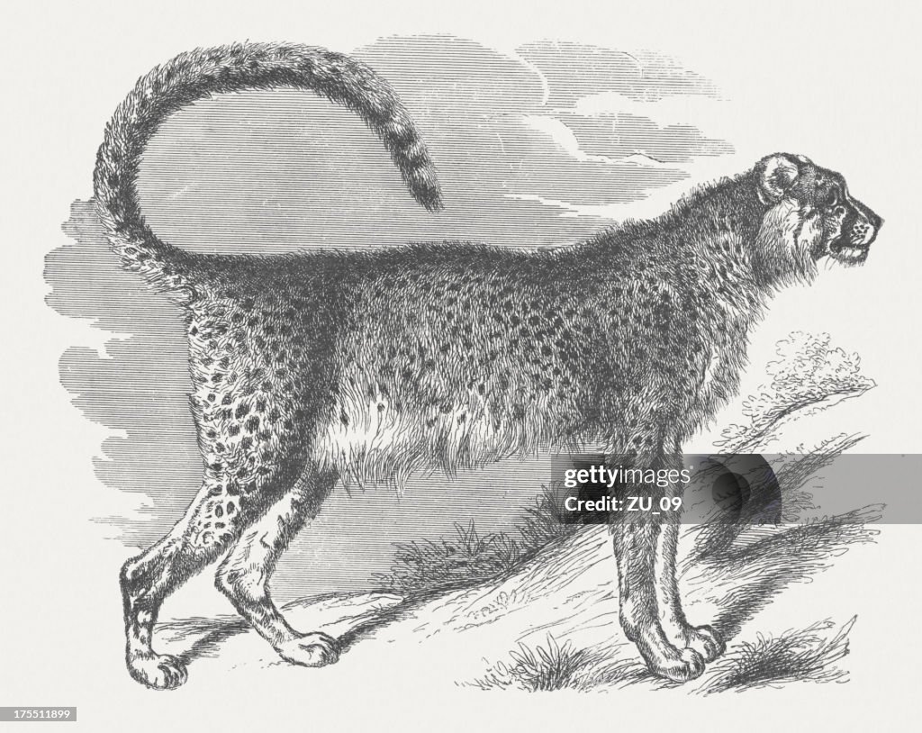 Cheetah (Cynailurus jubatus), wood engraving, published in 1875