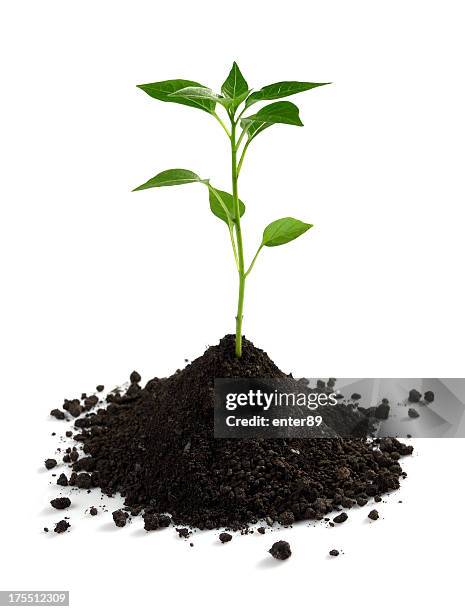 new life - seed growth stock pictures, royalty-free photos & images