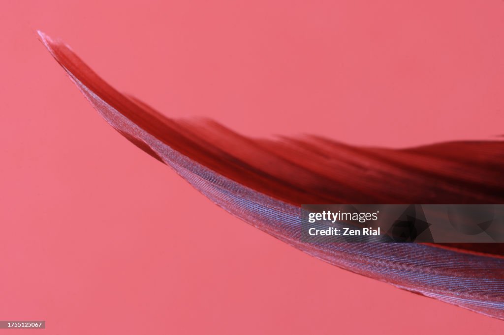 Close up of red feather on red background