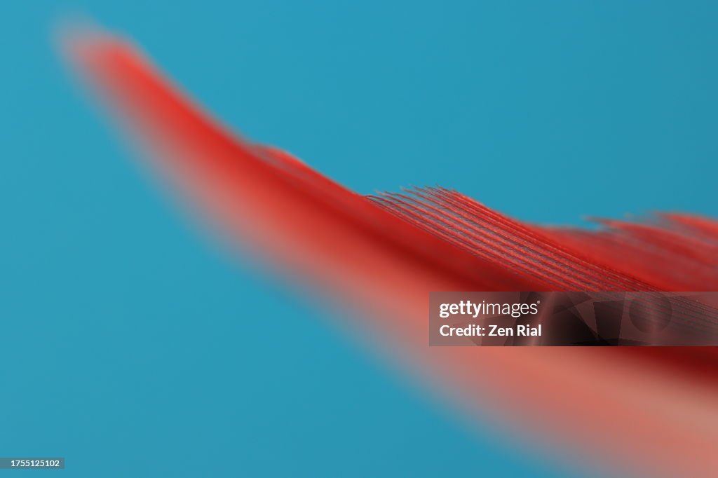 Close up of a red feather against blue background