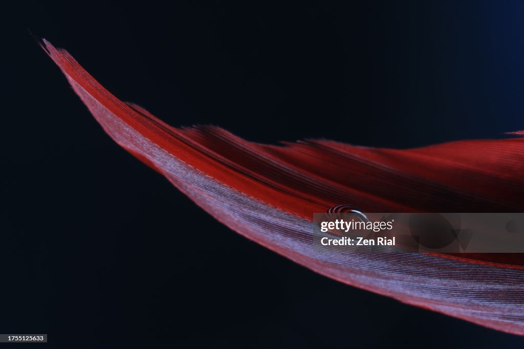Close up of a red feather with a single water drop on black background