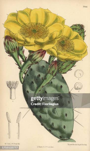 Opuntia rafinesquii, cactus with large yellow flowers, native of the United States of America. Hand-coloured botanical illustration drawn by Matilda...