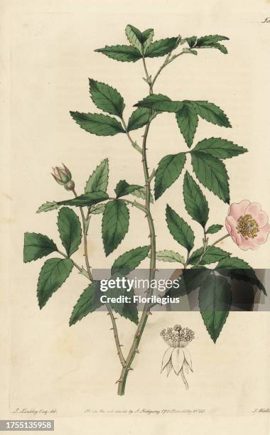 Redleaf rose, Rosa rubifolia. Handcoloured copperplate engraved by Watts from an illustration by John Lindley from his own 'Rosarum Monographia, or a...