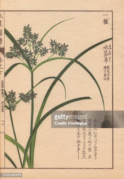 Reeds and blue flowers of Cyperus Iwasakii Mak. Colour-printed woodblock engraving by Kan'en Iwasaki from 'Honzo Zufu,' an Illustrated Guide to...