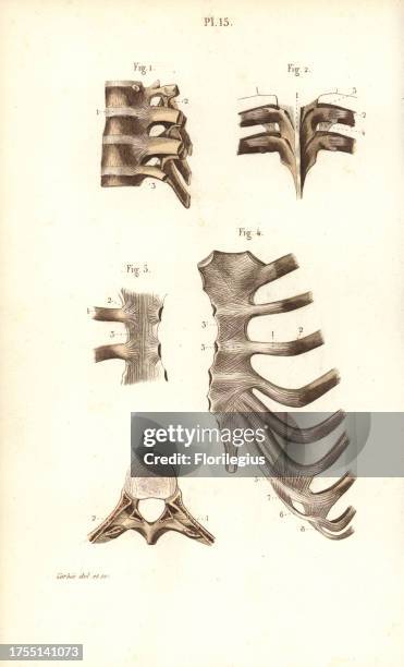 Atlas Ribs 18 Foto Atlas Vertebra Stock Photos, High-Res Pictures, and Images ...