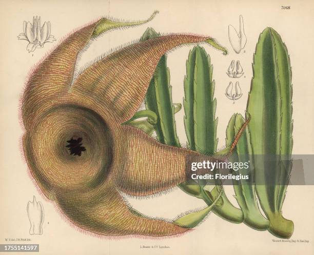 Stapelia gigantea, giant carrion flower from Zululand and Namaqua Land, South Africa. Hand-coloured botanical illustration drawn by Matilda Smith and...