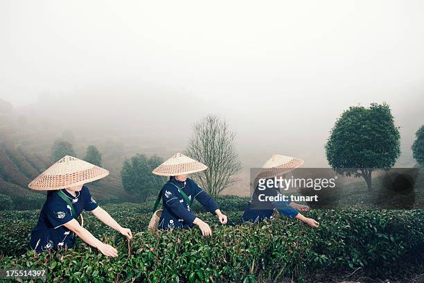 traditional tea pickers, in tea terraces, yang shuo, china - thee gewas stockfoto's en -beelden