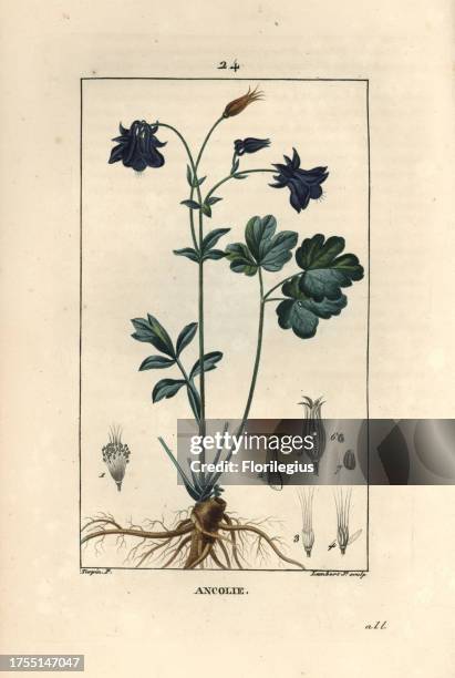 Columbine, Aquilegia vulgaris, showing flower, leaf and root. Handcoloured stipple copperplate engraving by Lambert Junior from a drawing by Pierre...