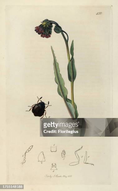 Aspidophorus orbiculatus, Orbicular Dermestes beetle and common hound's-tongue, Cynoglossum officinale. Handcoloured copperplate drawn and engraved...
