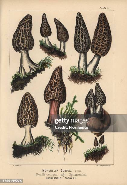 Black morel, Morchella conica, morille conique, edible. Chromolithograph by C. Krause of an illustration by Fritz Leuba from 'Les champignons...