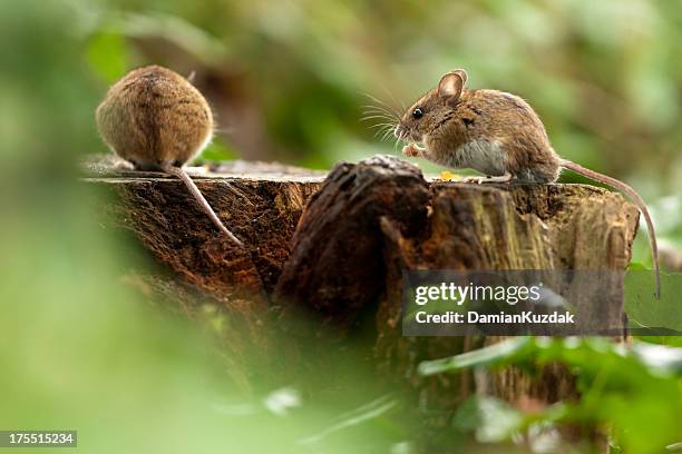 wood mouse in habitat - feldmaus stock-fotos und bilder