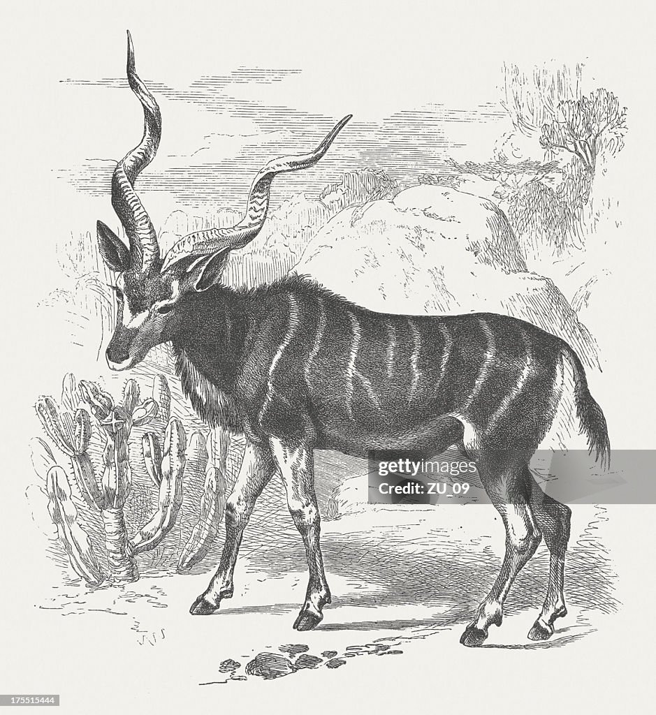 Kudu antilope (Tragelaphus strepsiceros), wood engraving, published in 1875