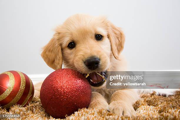 cachorro navidad mastique - christmas dog fotografías e imágenes de stock