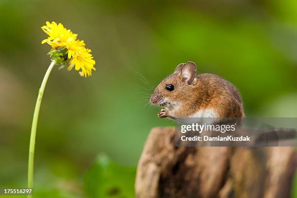 wood mouse in habitat - field mouse stock pictures, royalty-free photos & images