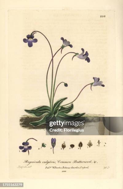 Common butterwort, Pinguicula vulgaris. Handcoloured copperplate engraving by J. Whessell from a drawing by Isaac Russell from William Baxter's...